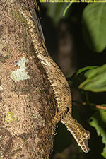 leaf-tailed gecko